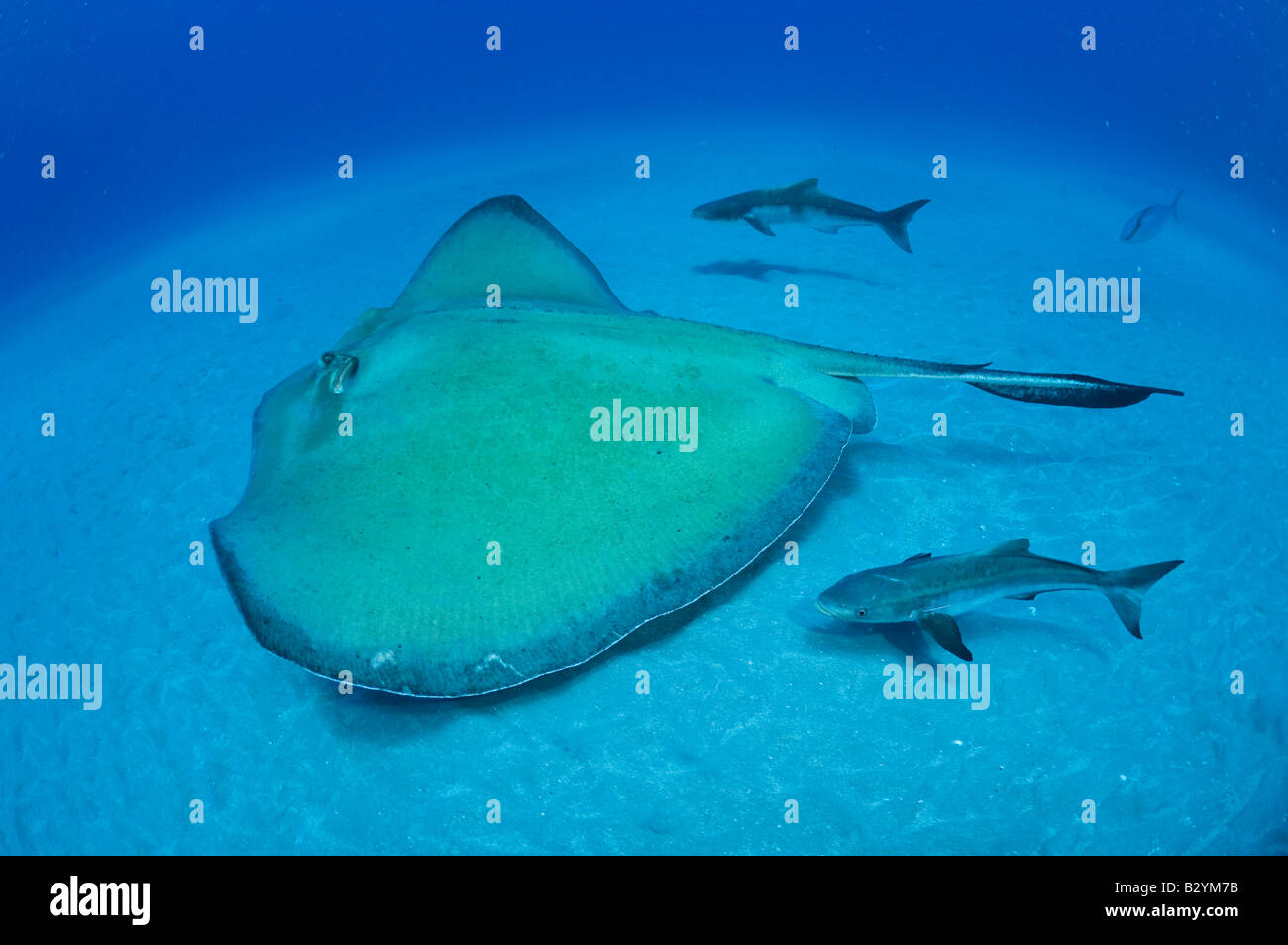 Deux Cobia Rachycentron canadum suivez une Roughtail Ray Dasyatis centroura à Palm Beach, FL Banque D'Images