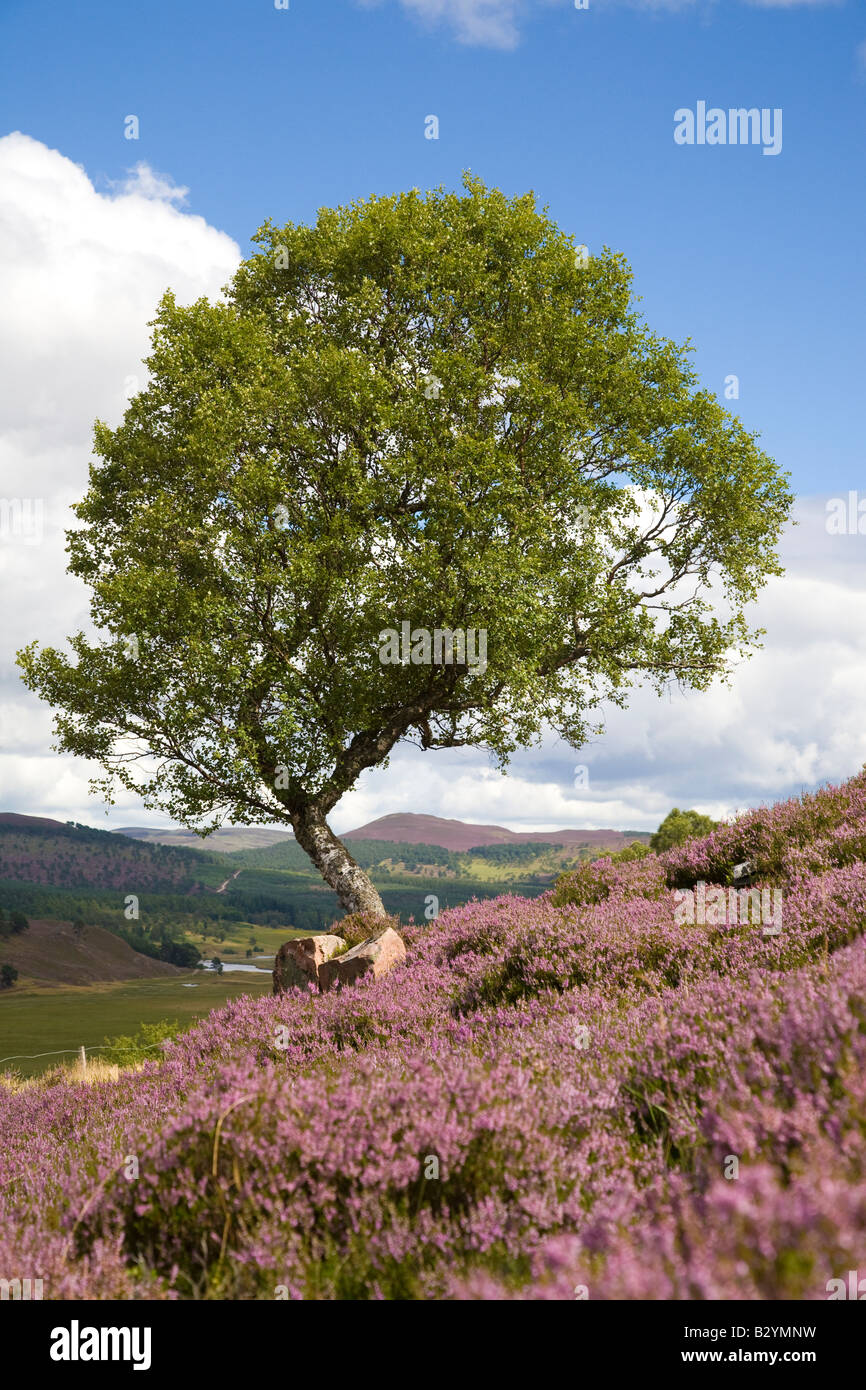 Morrone Birkwood les landes écossaises de bruyère d'été et les arbres de bouleau argenté à Mar Estate, Braemar Aberdeenshire Écosse, Royaume-Uni Parc national de Cairngorms, Royaume-Uni Banque D'Images