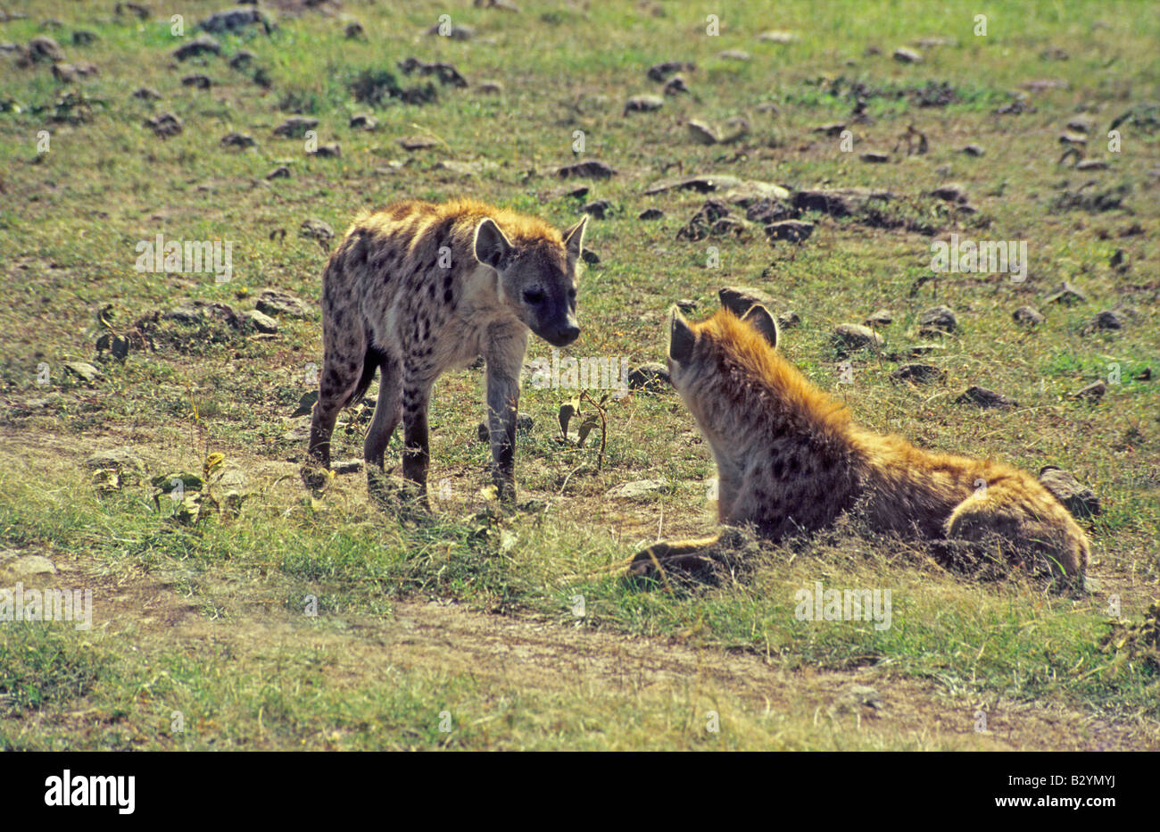 L'hyène tachetée, ou l'hyène, le rire (Crocuta crocuta) est un mammifère carnivore de la famille des hyénidés. Mara masaï Reserve, Kenya Banque D'Images