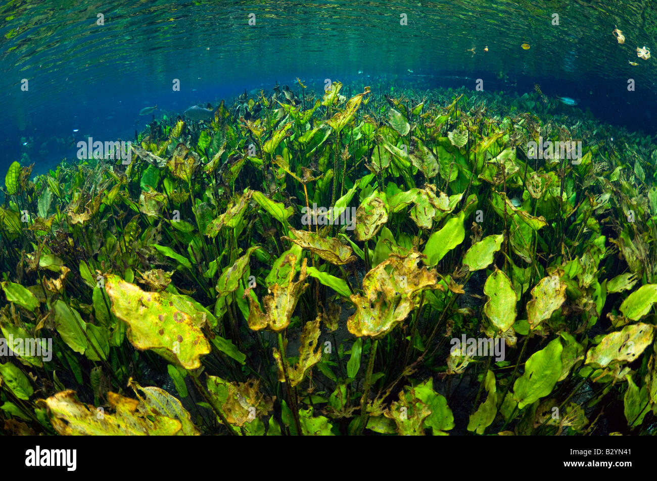 Feuilles de plantain d'eau riches broussailles Echinodorus macrophyllus photographiés dans un ressort dans le Mato Grosso do Sul, Brésil Banque D'Images
