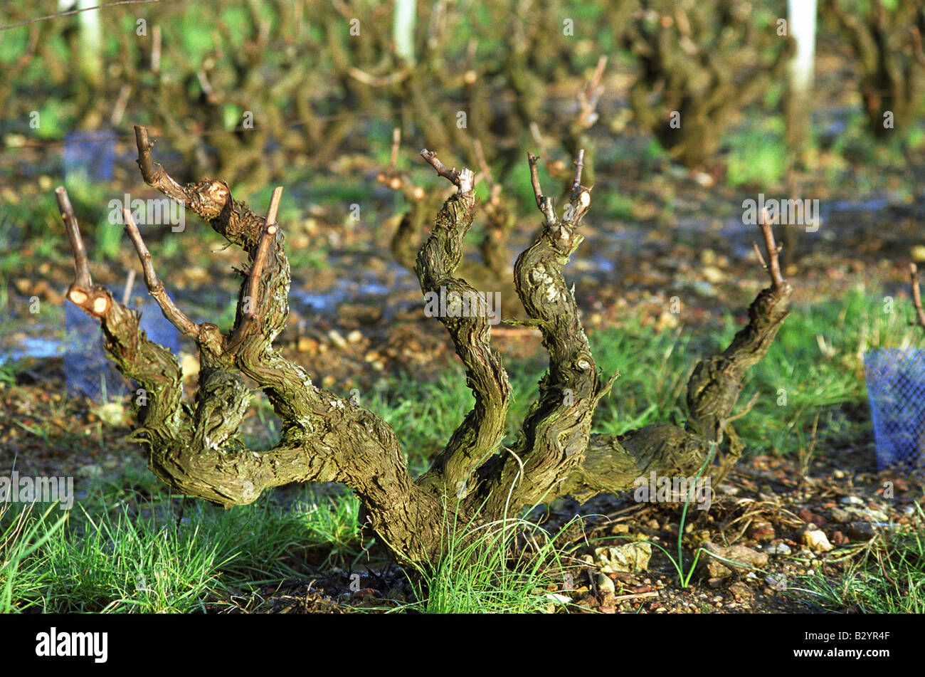 Vignes en taille style Vouvray dans le vignoble. Chenin blanc. Le haut lieu, le Domaine Huet, Vouvray, Loire, France Banque D'Images