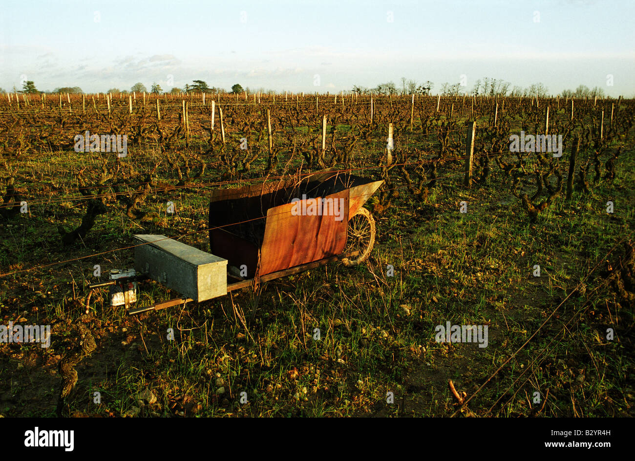 Hiver vignoble avec une brouette taillés à partir d'un baril de pétrole à brûler les rameaux. Le haut lieu, le Domaine Huet, Vouvray, Loire, France Banque D'Images