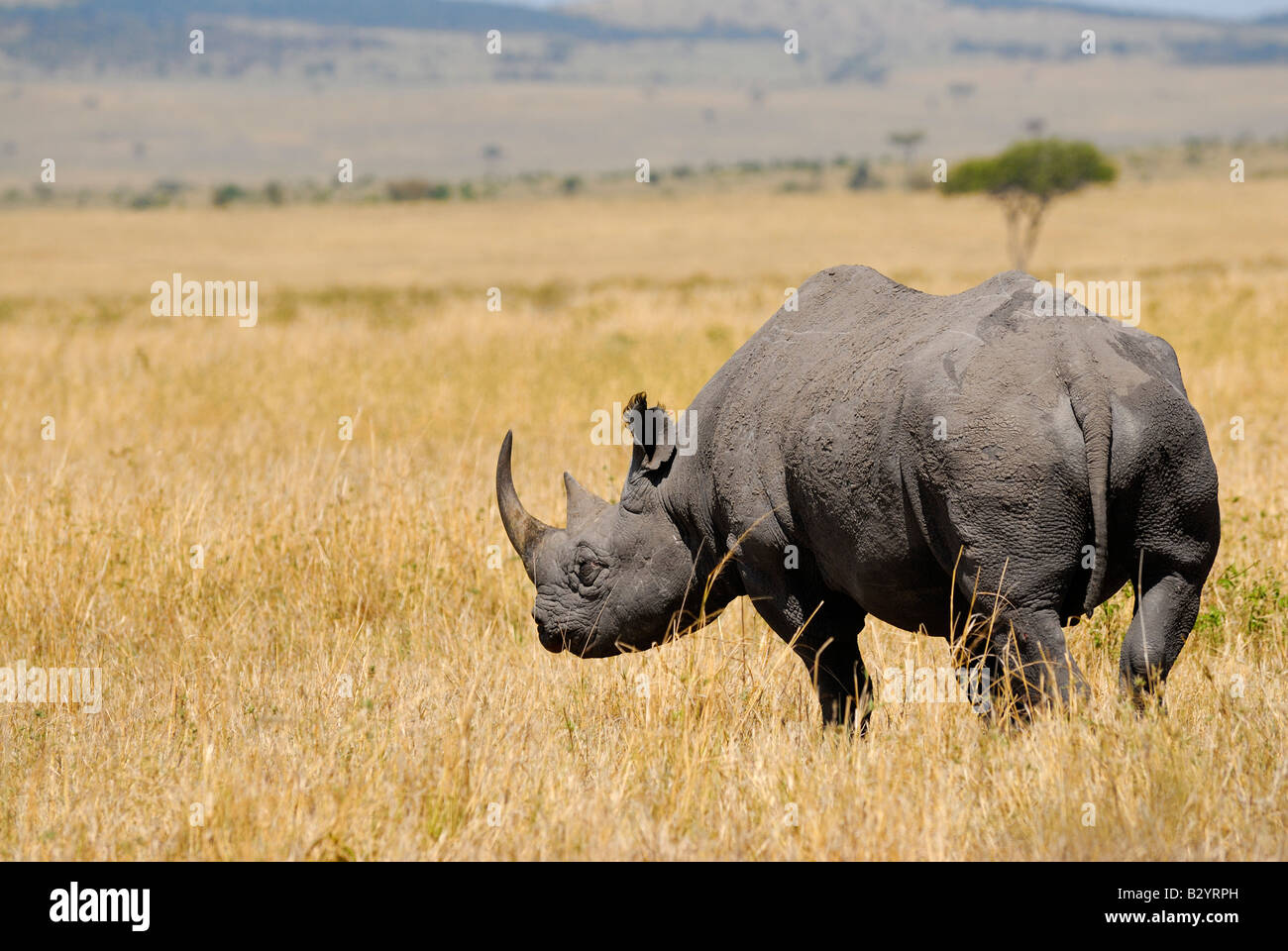 Les rhinocéros noirs, Diceros bicornis, Masai Mara, Kenya, Afrique Banque D'Images