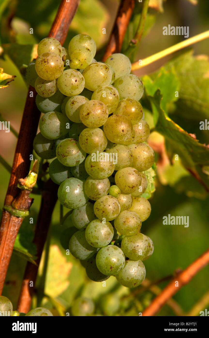 Grappes de raisins mûrs. Sauvignon Blanc. Chateau de Tracy, Pouilly sur Loire, France Banque D'Images