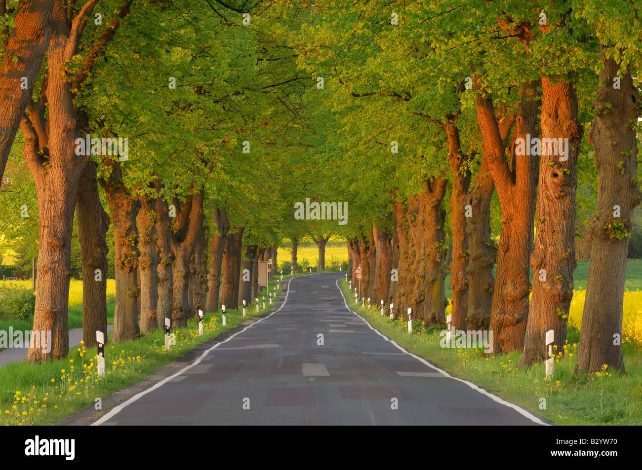 Pays Tree-Lined Road, Mecklenburg-Vorpommern, Allemagne Banque D'Images