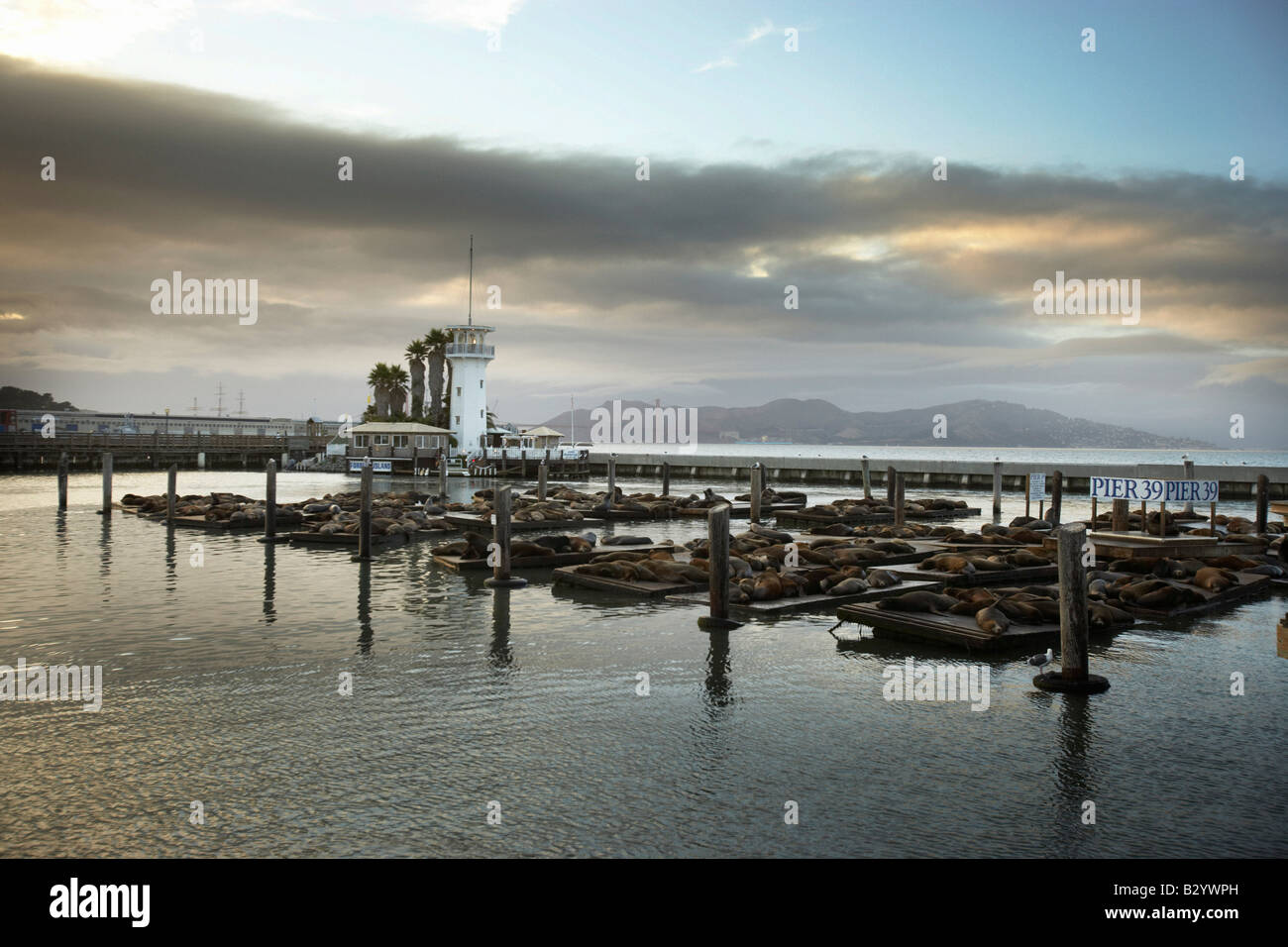 Les Lions de mer au Pier 39, San Francisco, Californie du Nord, Californie, USA Banque D'Images