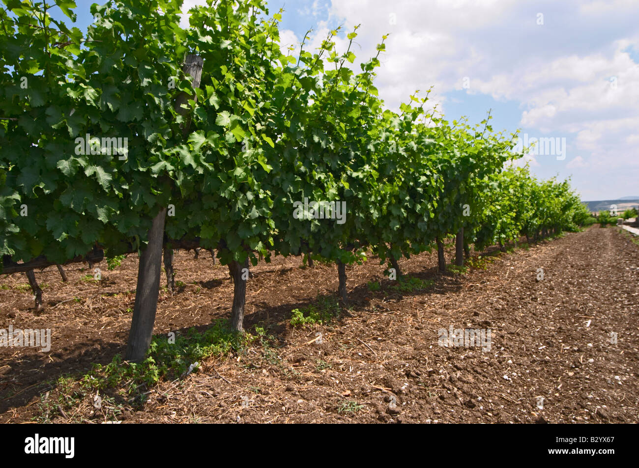 Détail du sol. Stony. Vignoble. Assyrtiko. Tsantali Vineyards & Winery, Chalcidique, Macédoine, Grèce. Banque D'Images