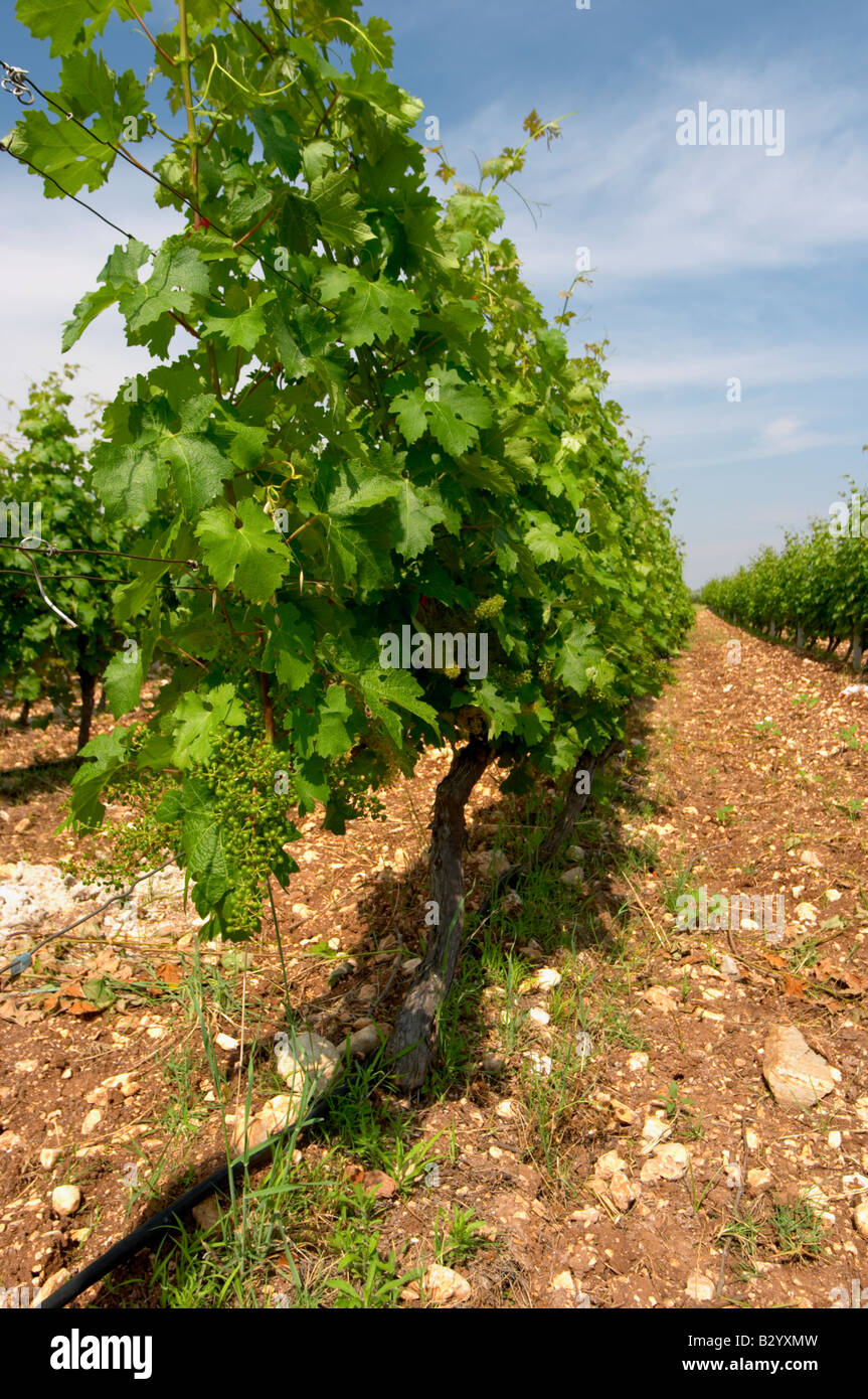 La vigne. Biblia Chora Winery, Kokkinohori, Kavala, Macédoine, Grèce Banque D'Images