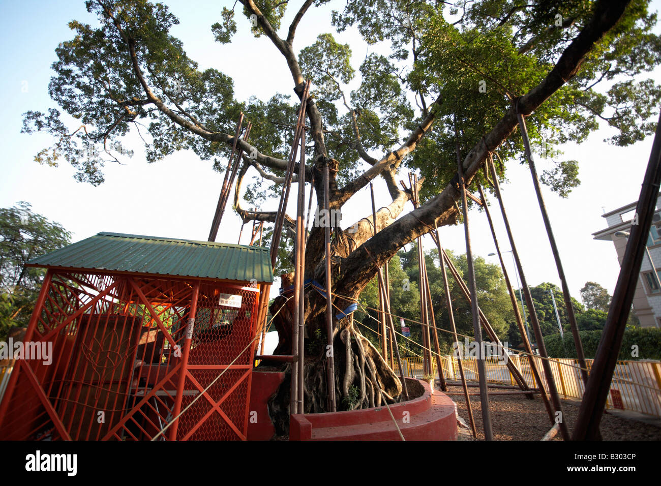 Les arbres qui souhaitent Lam Tsuen, Lam Tsuen, nouveaux territoires, Hong Kong, Chine Banque D'Images