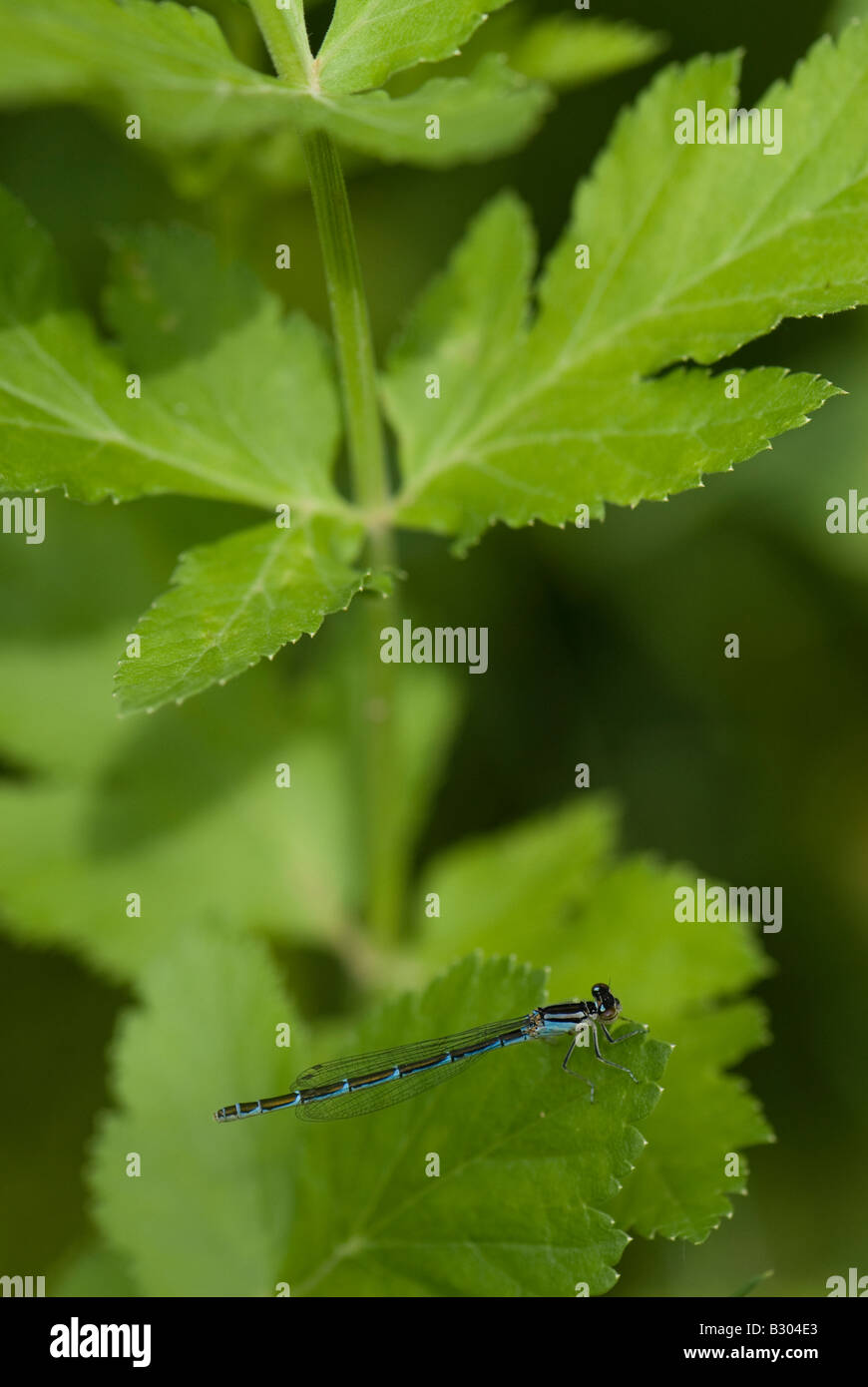 Bleue (Enallagma atricollis) perché sur la feuille. Banque D'Images