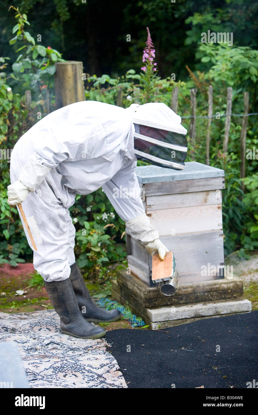 Les abeilles à miel apiculteur fumeurs avant la récolte du miel Banque D'Images