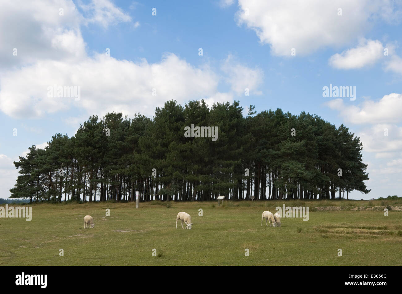 Bouquet d'amis - un célèbre groupe d'arbres dans la forêt d'Ashdown Banque D'Images