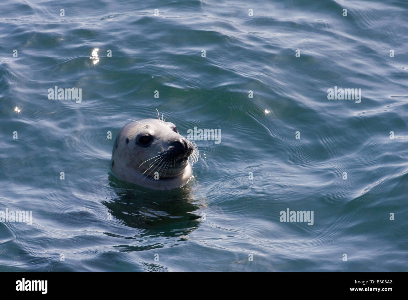 Seul adulte de phoques gris (Halichoerus grypus) natation en mer au large de l'île de mai, Firth of Forth, Ecosse Banque D'Images