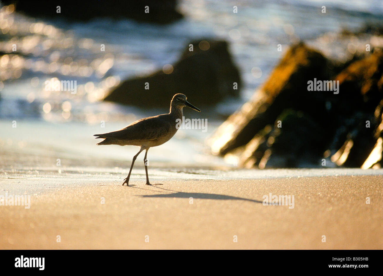 Sandpiper Calidris sp marcher sur de hautes jambes partout sandy shore sur California coast Banque D'Images