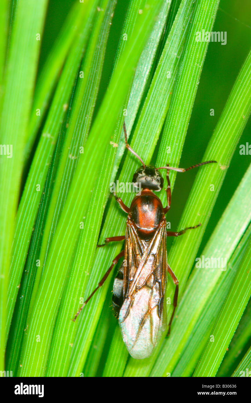 Ant, Camponotus cruentatus. Les aiguilles de pin sur queen ailé Banque D'Images