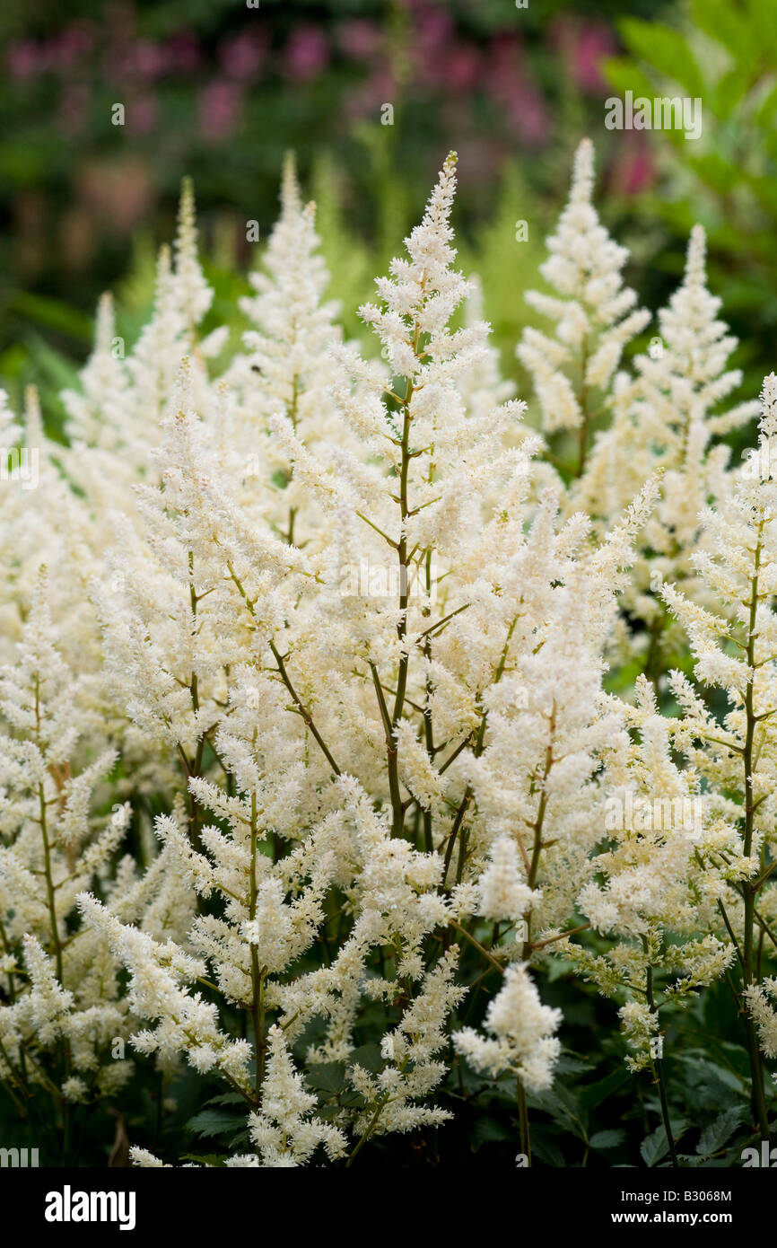 Astilbe arendsii 'Irrlicht' Banque D'Images