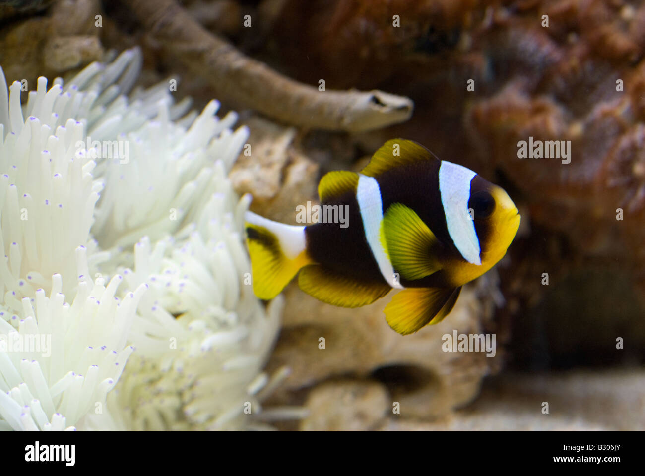 Des poissons clown, Amphiprion clarckii, Indo-Pacific Ocean Banque D'Images