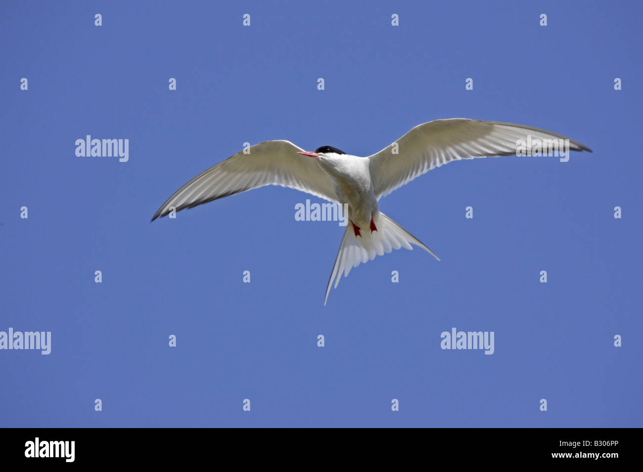 Sterne arctique Flying Banque D'Images