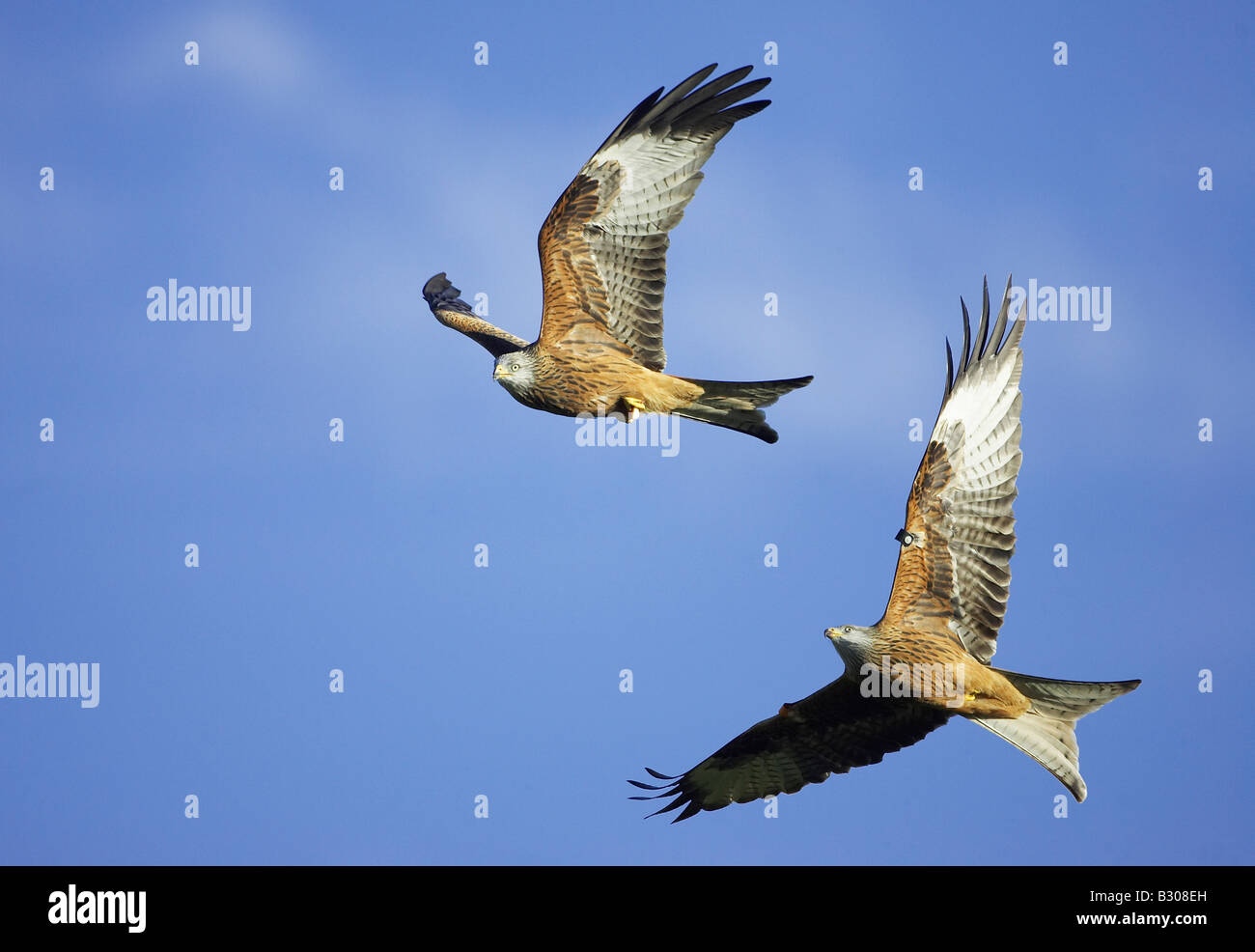 Le Milan royal (Milvus milvus), deux en vol des oiseaux chassant avec des aliments Banque D'Images