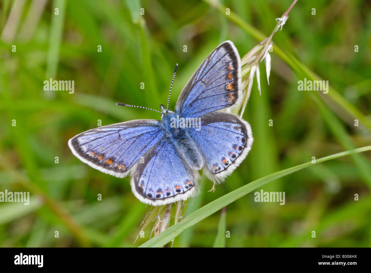 Papillon Bleu commun Banque D'Images