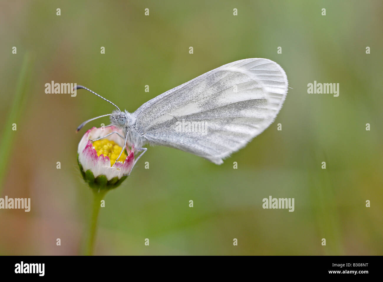 Papillon blanc bois Banque D'Images