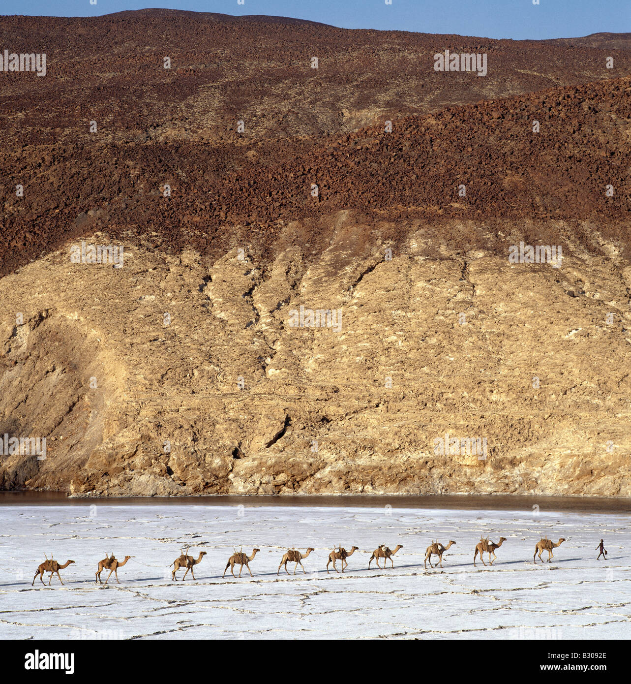 Djibouti, le lac Assal. Loin d'une caravane de chameaux traverse les salines du lac Assal, que les ombres s'allongent en fin d'après-midi soleil. Banque D'Images