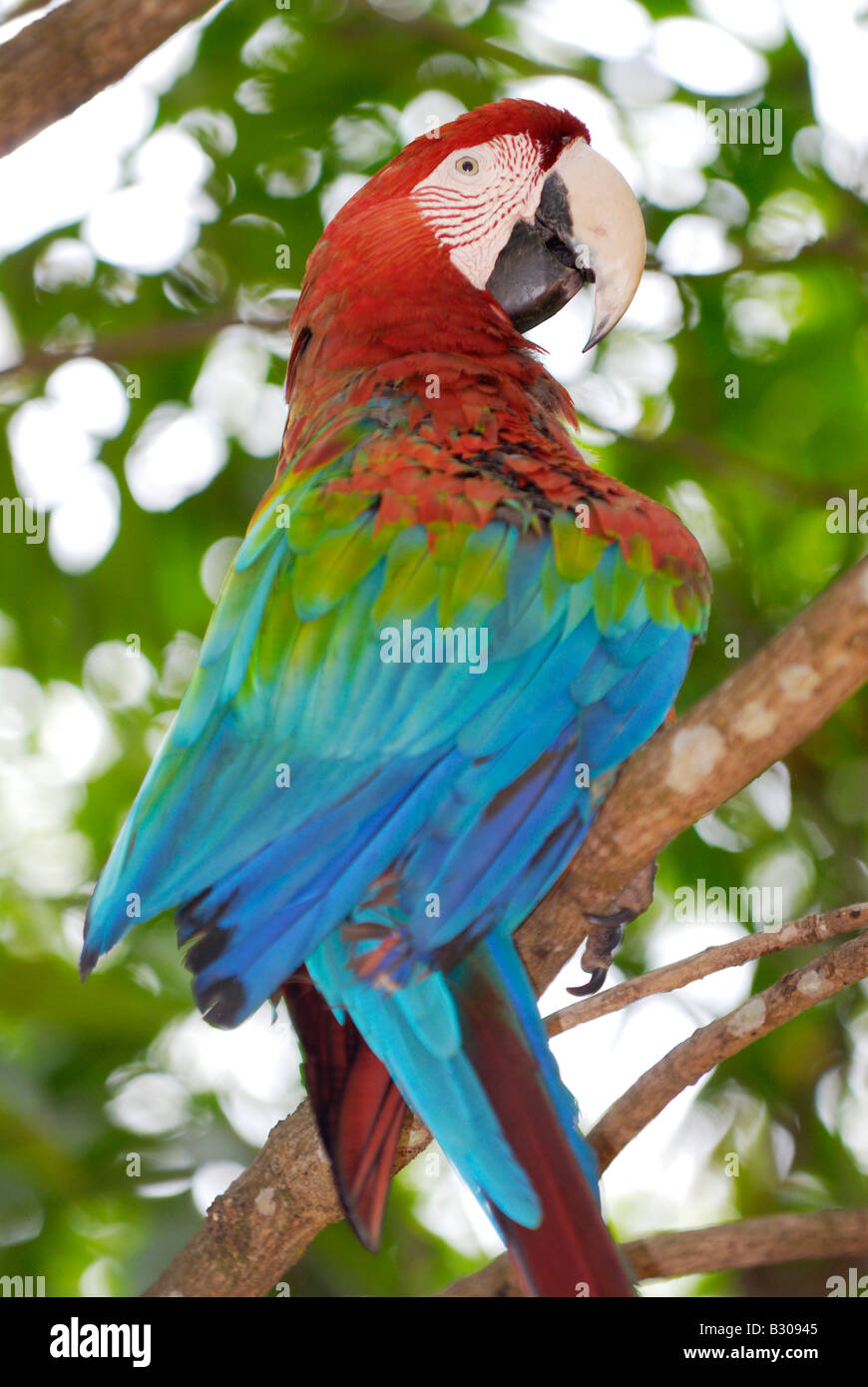 Rouge bleu et vert, de l'ara Ara chloroptera, Psittacidae CANAIMA, Venezuela, Amérique du Sud Banque D'Images
