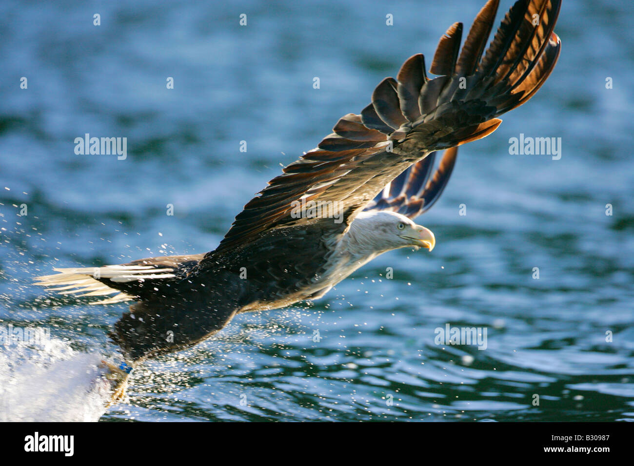 À queue blanche (Haliaeetus albicilla) dans la capture de poissons de vol Banque D'Images