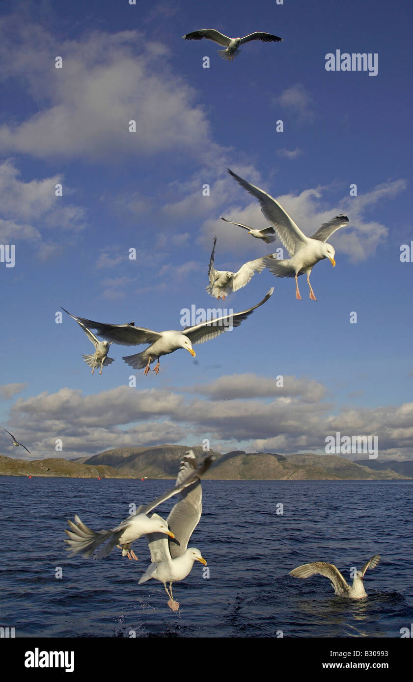 Goéland argenté (Larus argentatus), petit troupeau se nourrissant de restes de poissons Banque D'Images