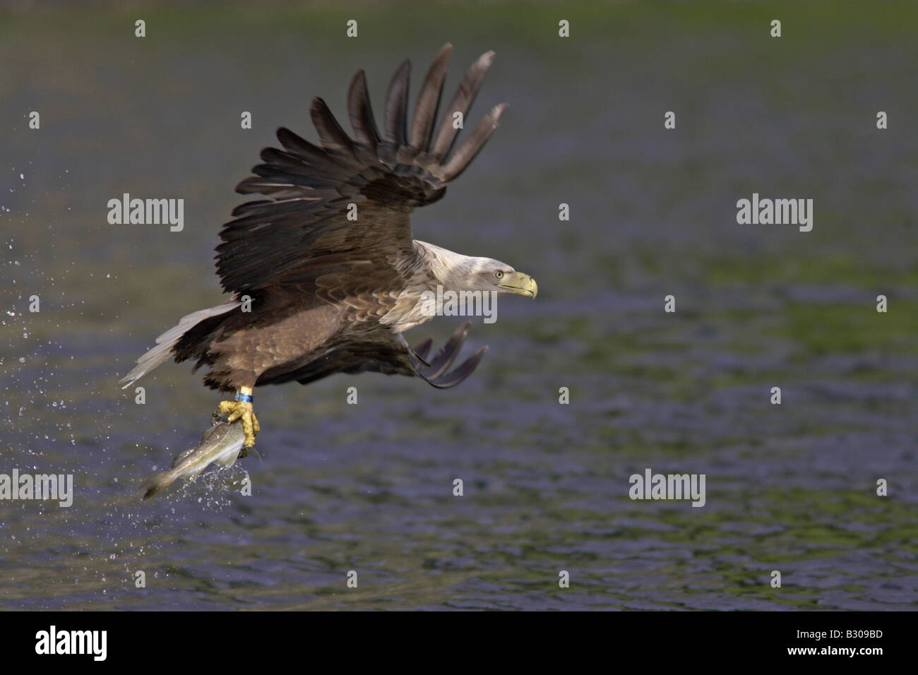 À queue blanche (Haliaeetus albicilla) dans la capture de poissons de vol Banque D'Images