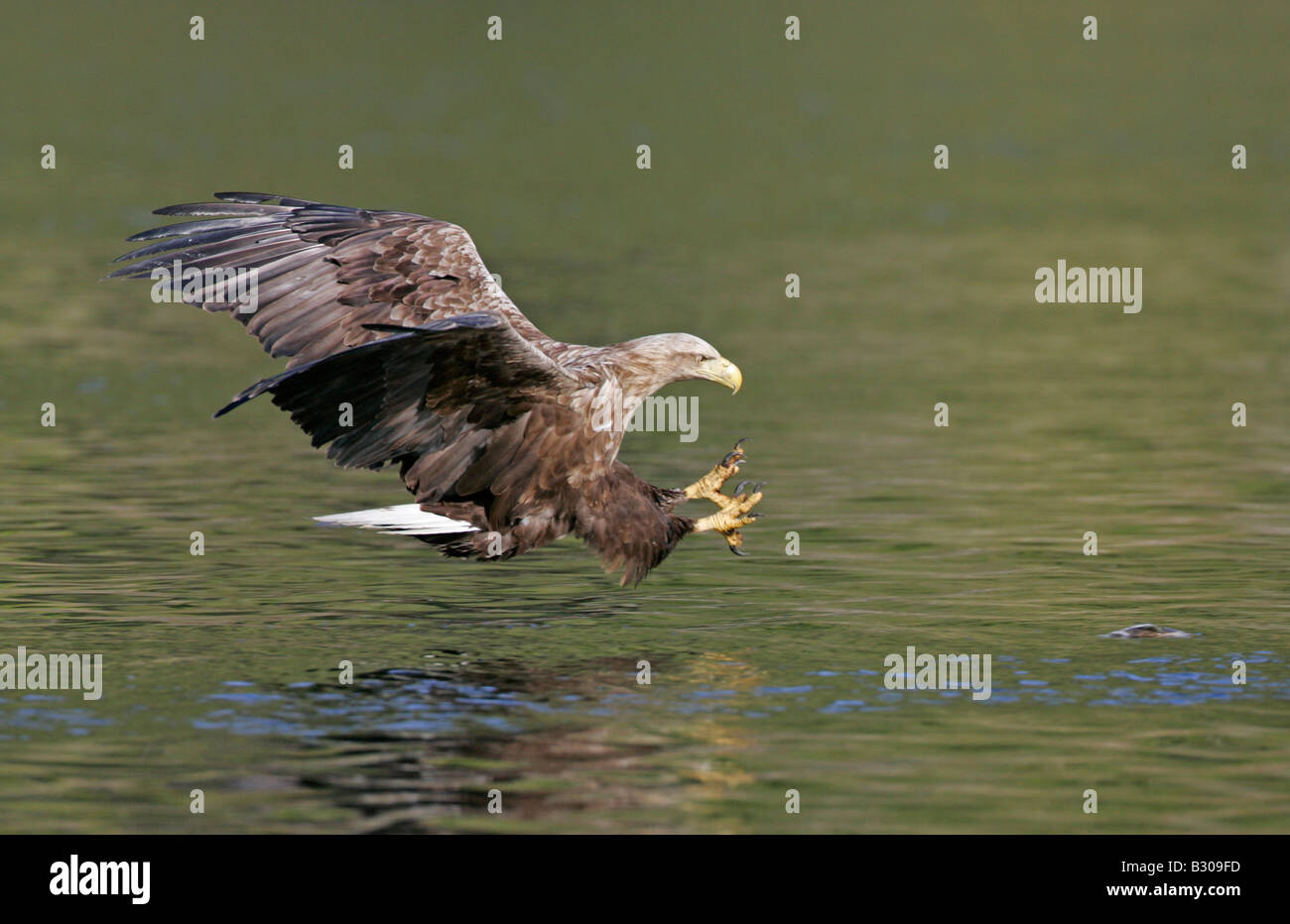 À queue blanche (Haliaeetus albicilla) dans les ailes de vol retenu serres pour attraper le poisson passe tendue Banque D'Images