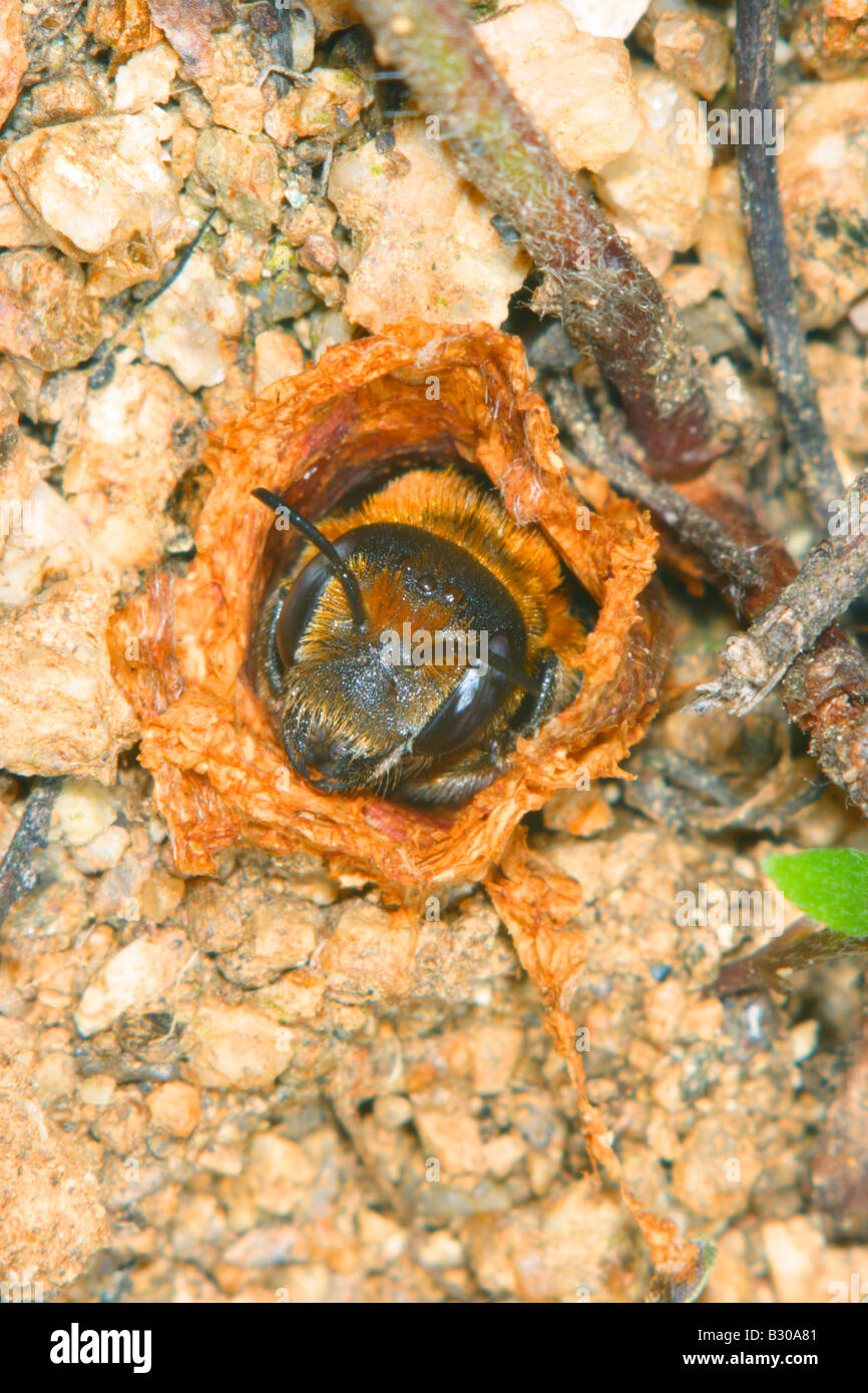 Mining Bee. Andrena sp. Au nid sur le sol Banque D'Images