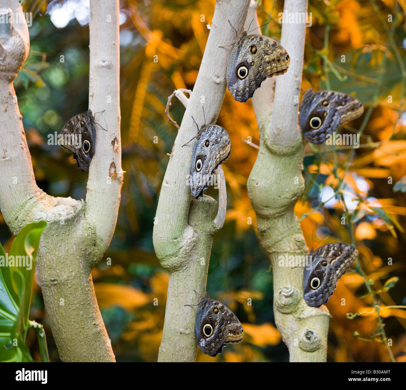 Hibou géant papillons, Victoria Butterfly Gardens, Brentwood Bay, British Columbia, Canada Banque D'Images
