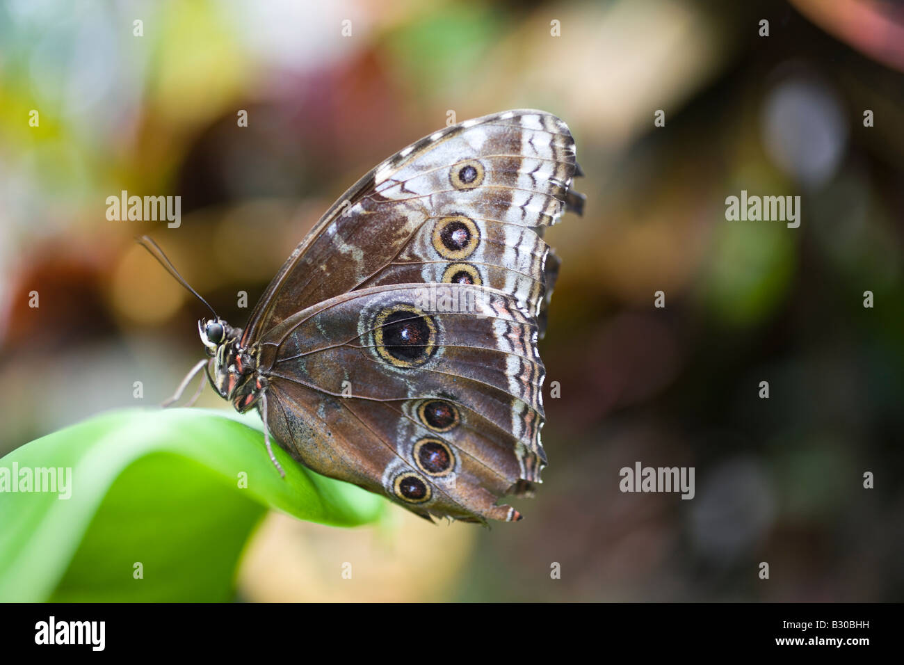 Papillon hibou géant, Victoria Butterfly Gardens, Brentwood Bay, British Columbia, Canada Banque D'Images
