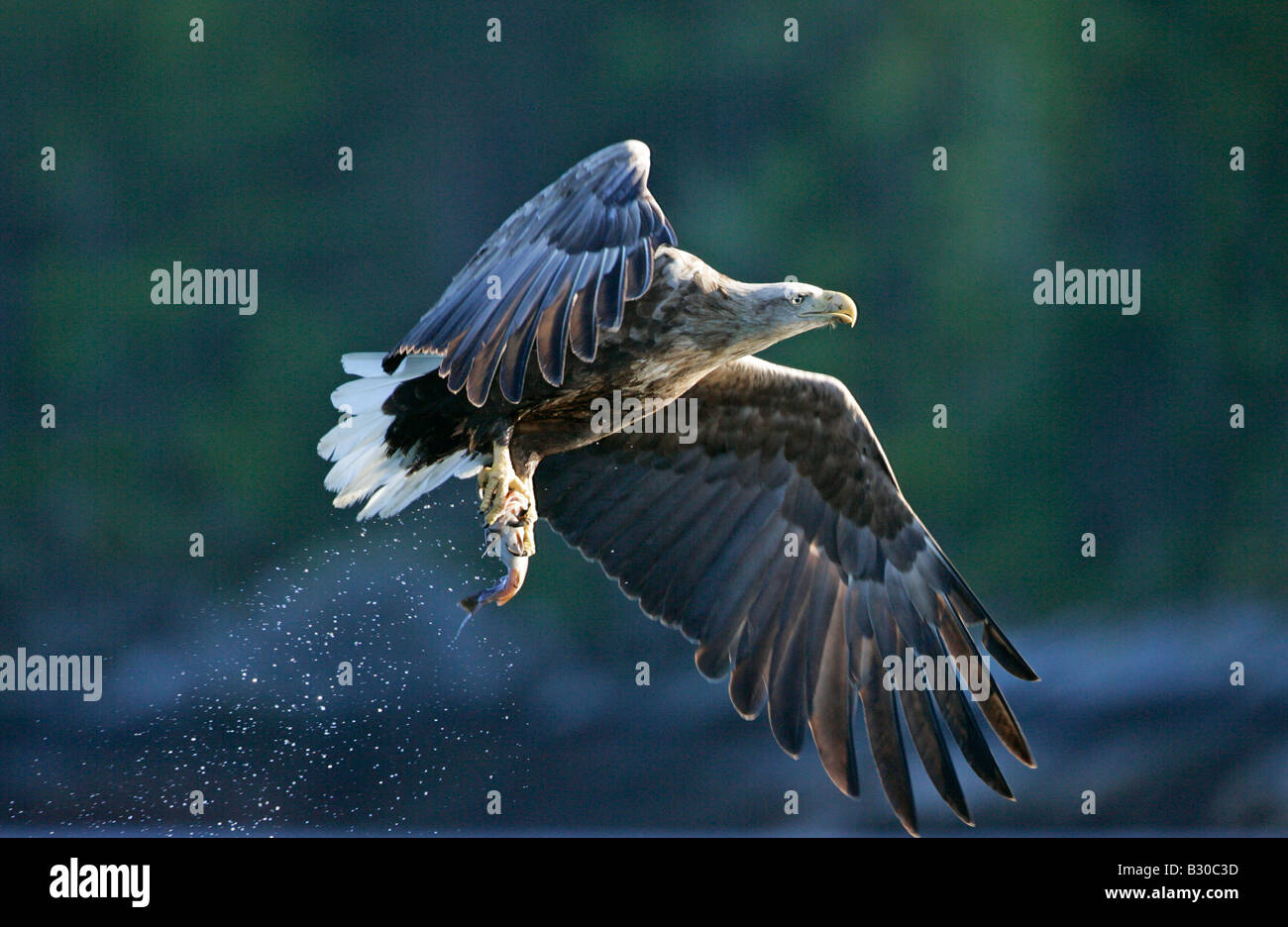 À queue blanche (Haliaeetus albicilla) en vol transport du poisson en serres Banque D'Images