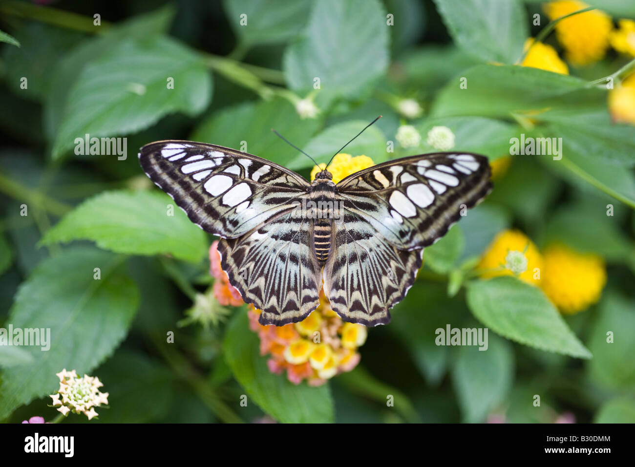 Clipper butterfly on flower, Victoria Butterfly Gardens, Brentwood Bay, British Columbia, Canada Banque D'Images