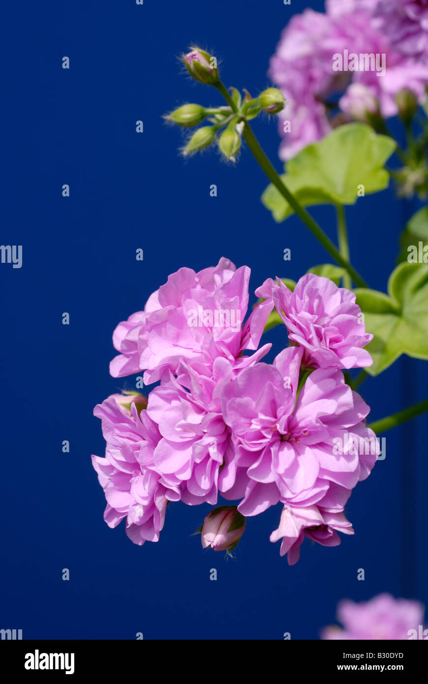 Géraniums géraniums rose et le fond bleu, les plantes de la famille des Géraniacées fleurs jardin jardinage patio Banque D'Images