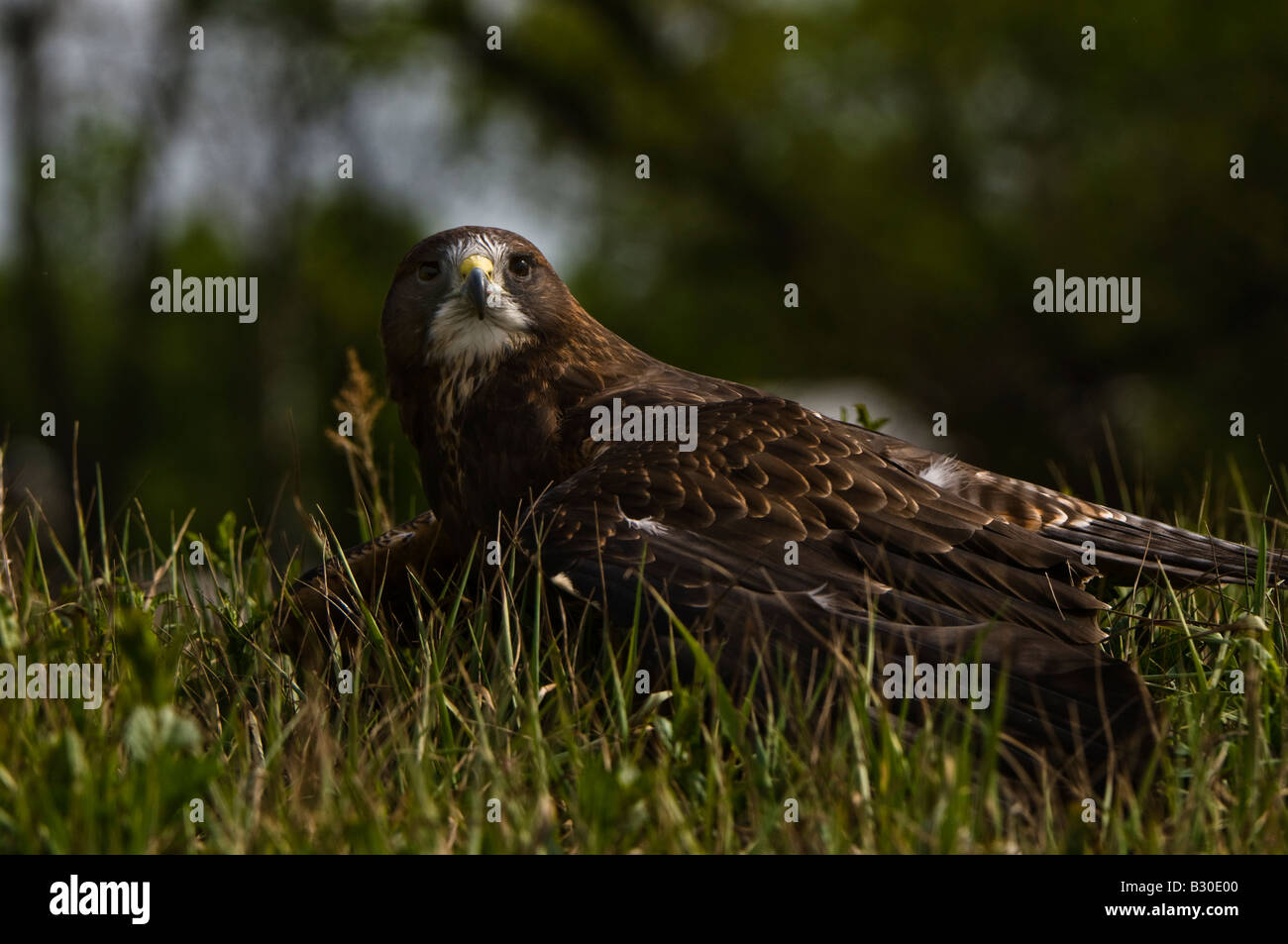 La buse de Swainson, Buteo swainsoni Banque D'Images