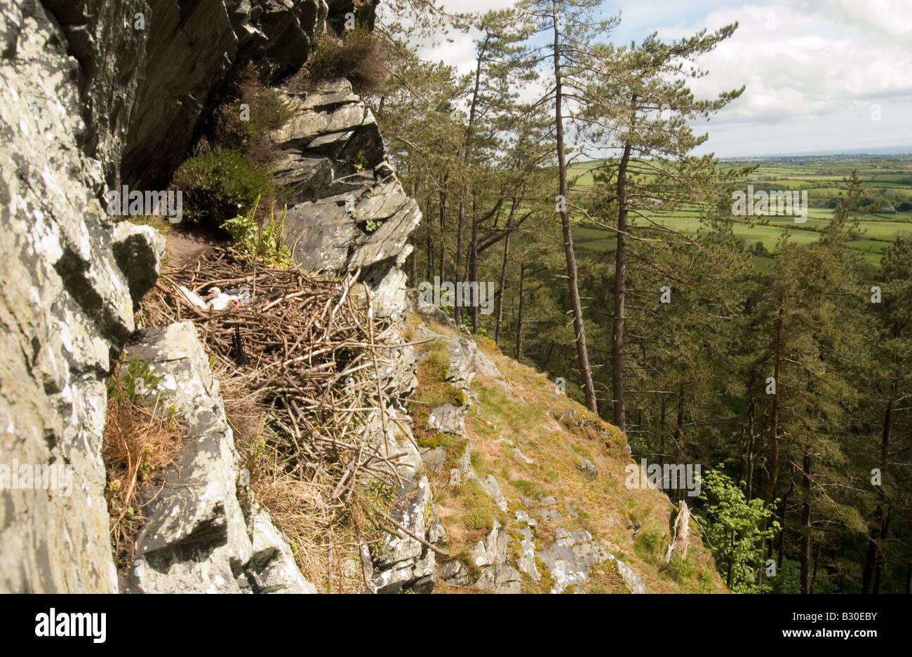 Le faucon pèlerin, Falco peregrinus, site de reproduction, aerie / nicher dans le grand corbeau, Corvus corax, nid Banque D'Images