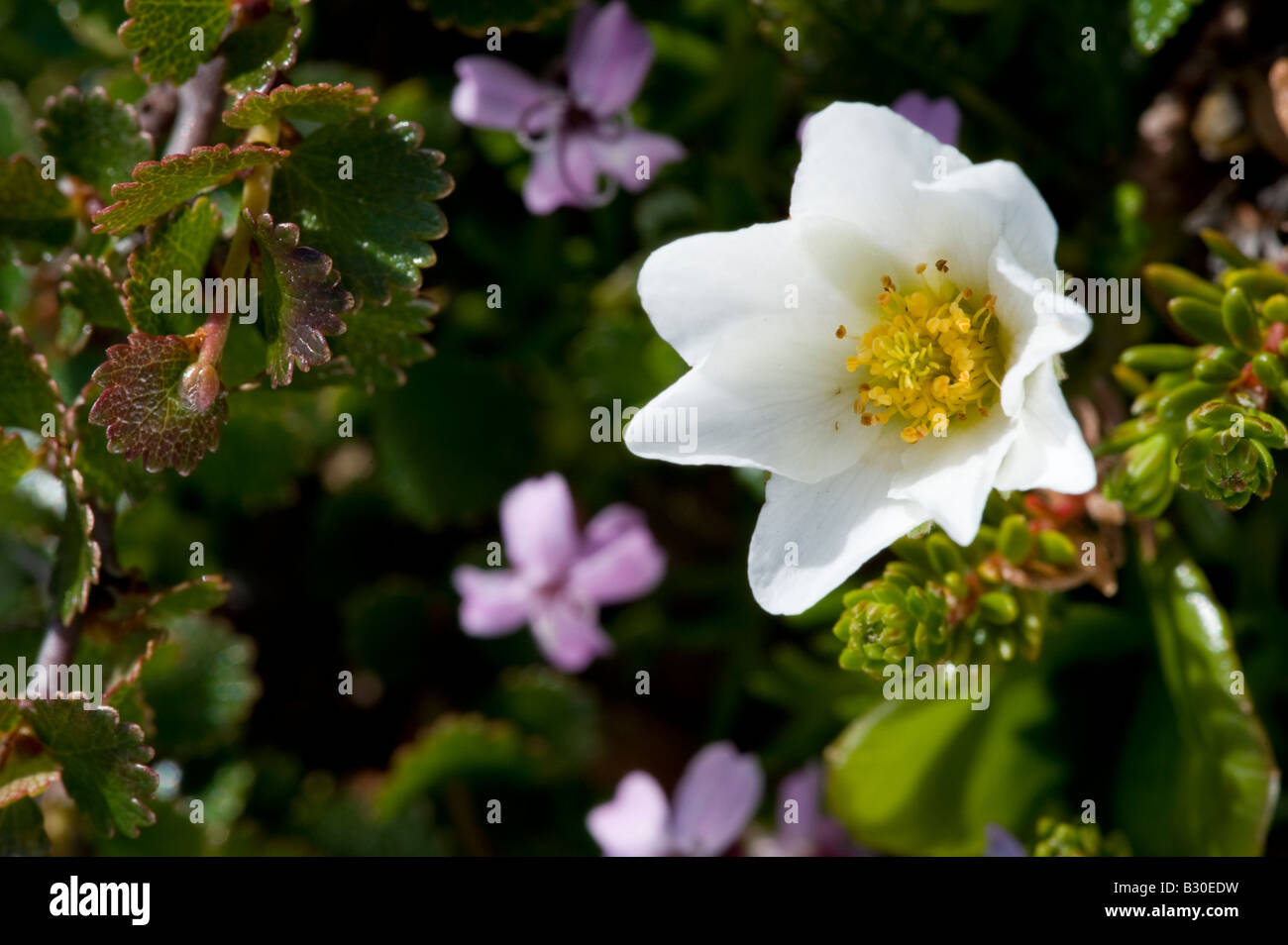 Aven, la montagne (Dryas octopetala), fleur Banque D'Images