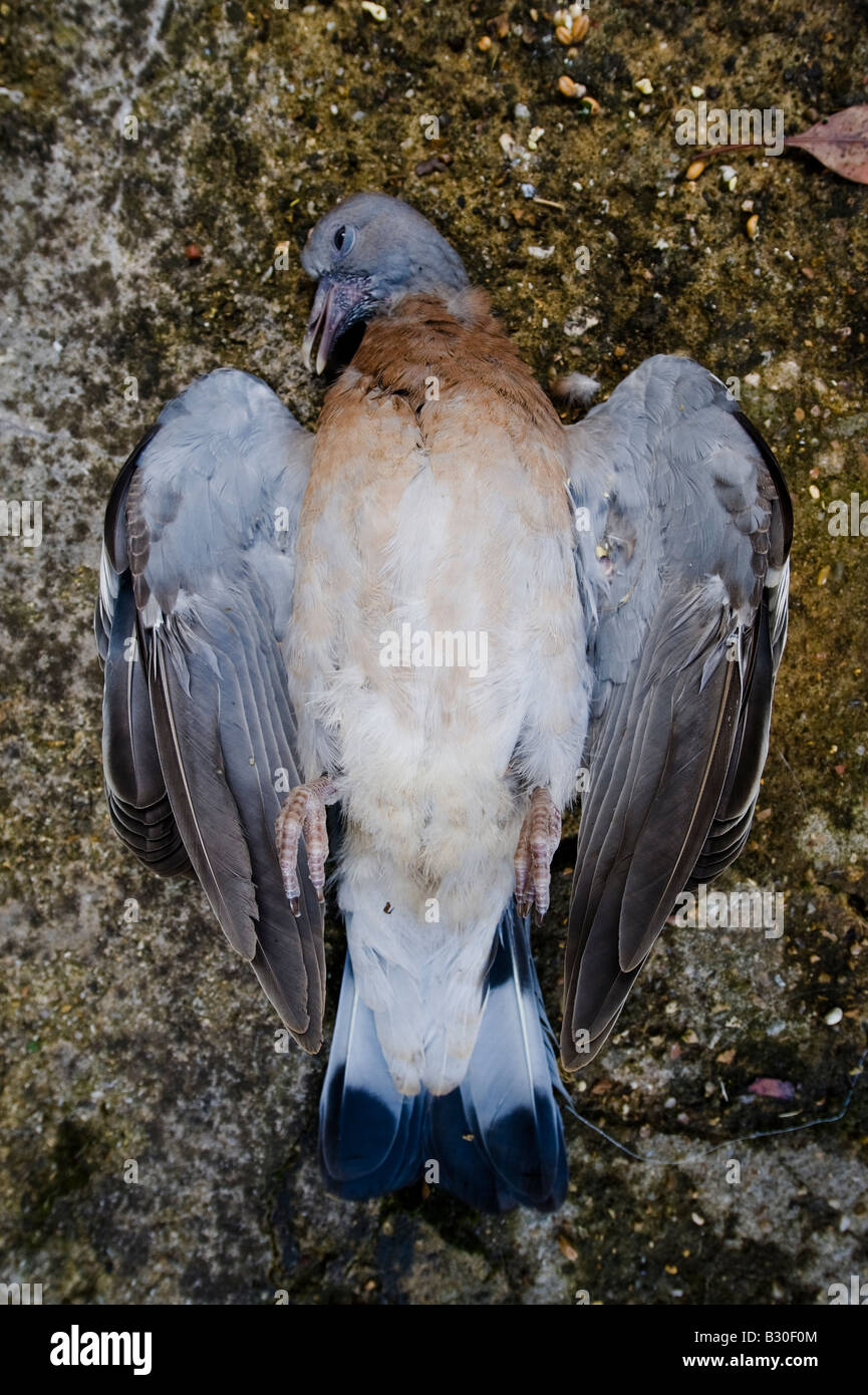 Un pigeon mort a l'air pacifique sur la patio Banque D'Images