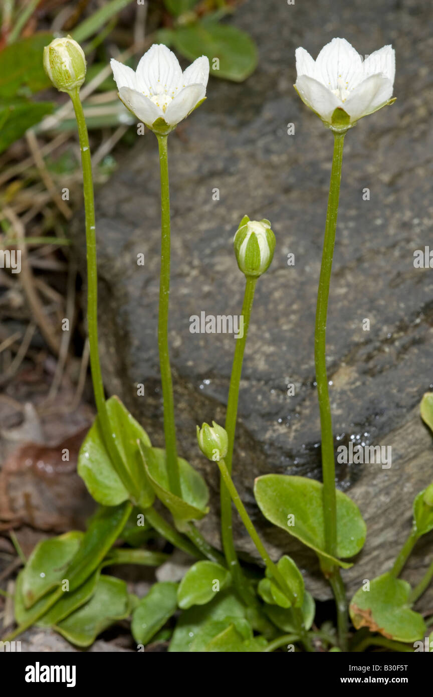 De l'herbe, Parnasus (Parnassia palustris), plante Banque D'Images