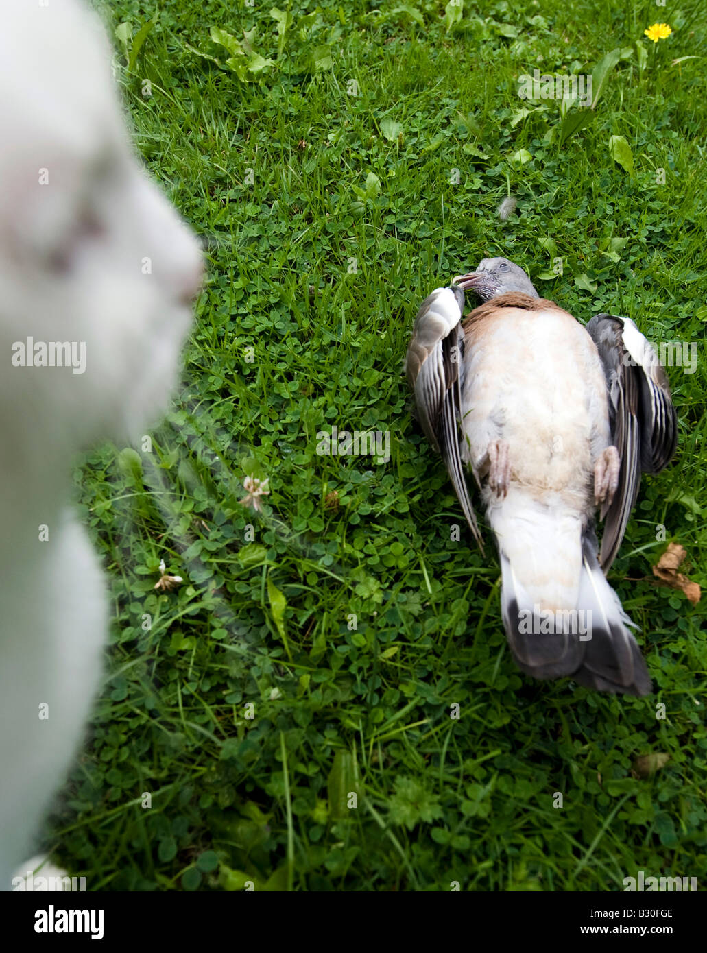 Un chat blanc est à prendre Banque D'Images