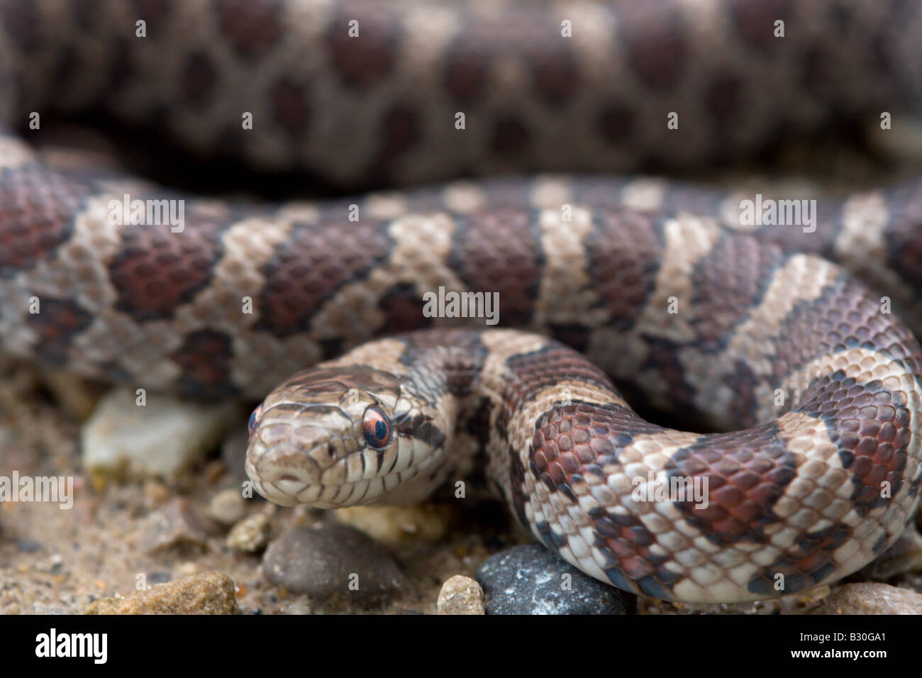 Reptile snake serpent de sang-froid Banque D'Images