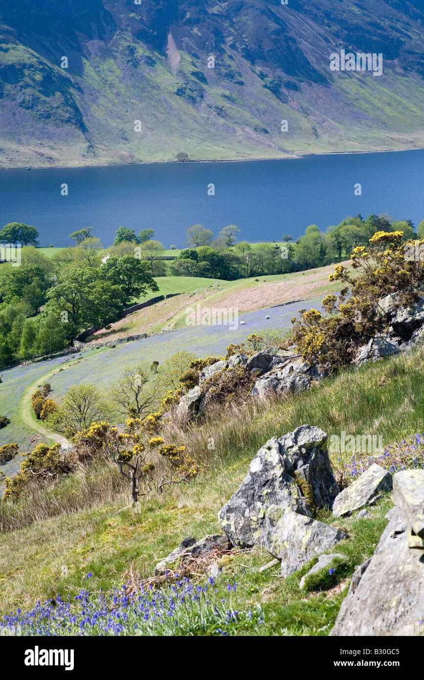 Rannerdale Vallée secrète des jacinthes Champ et pâturages du Parc National de Lake District Cumbria Banque D'Images