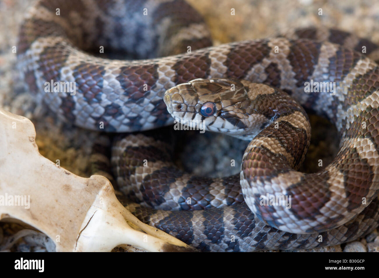 Reptile snake serpent de sang-froid Banque D'Images
