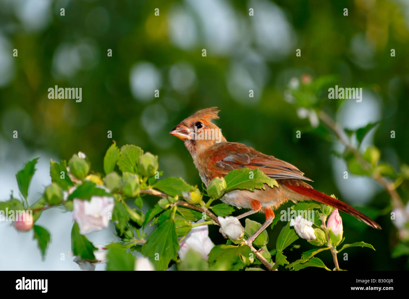Une femelle Cardinal rouge, Cardinalis cardinalis, perches dans un Rose de Sharon bush. New York, USA. Banque D'Images