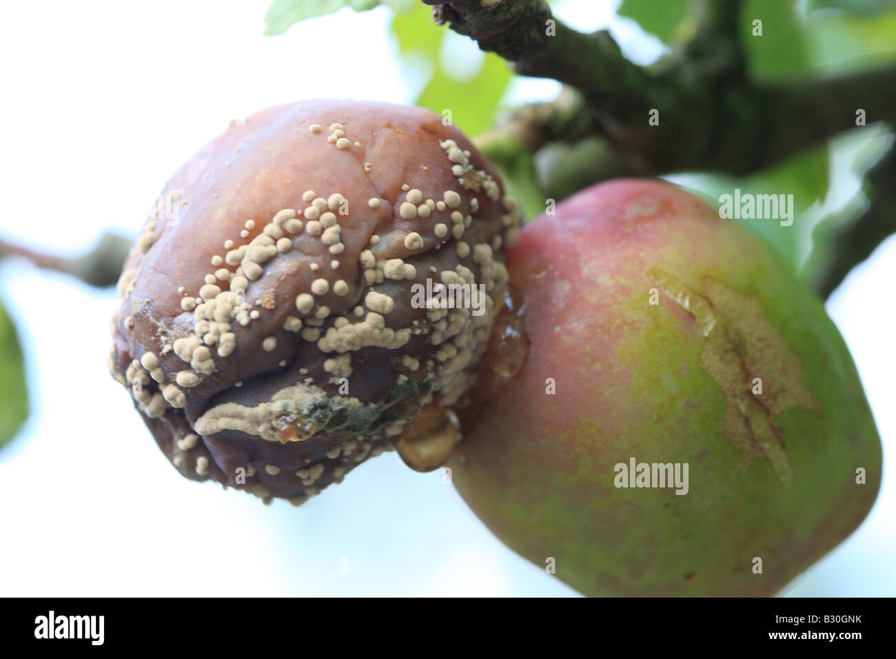 Pourriture brune Sclerotina fructigena SUR PRUNIER Banque D'Images