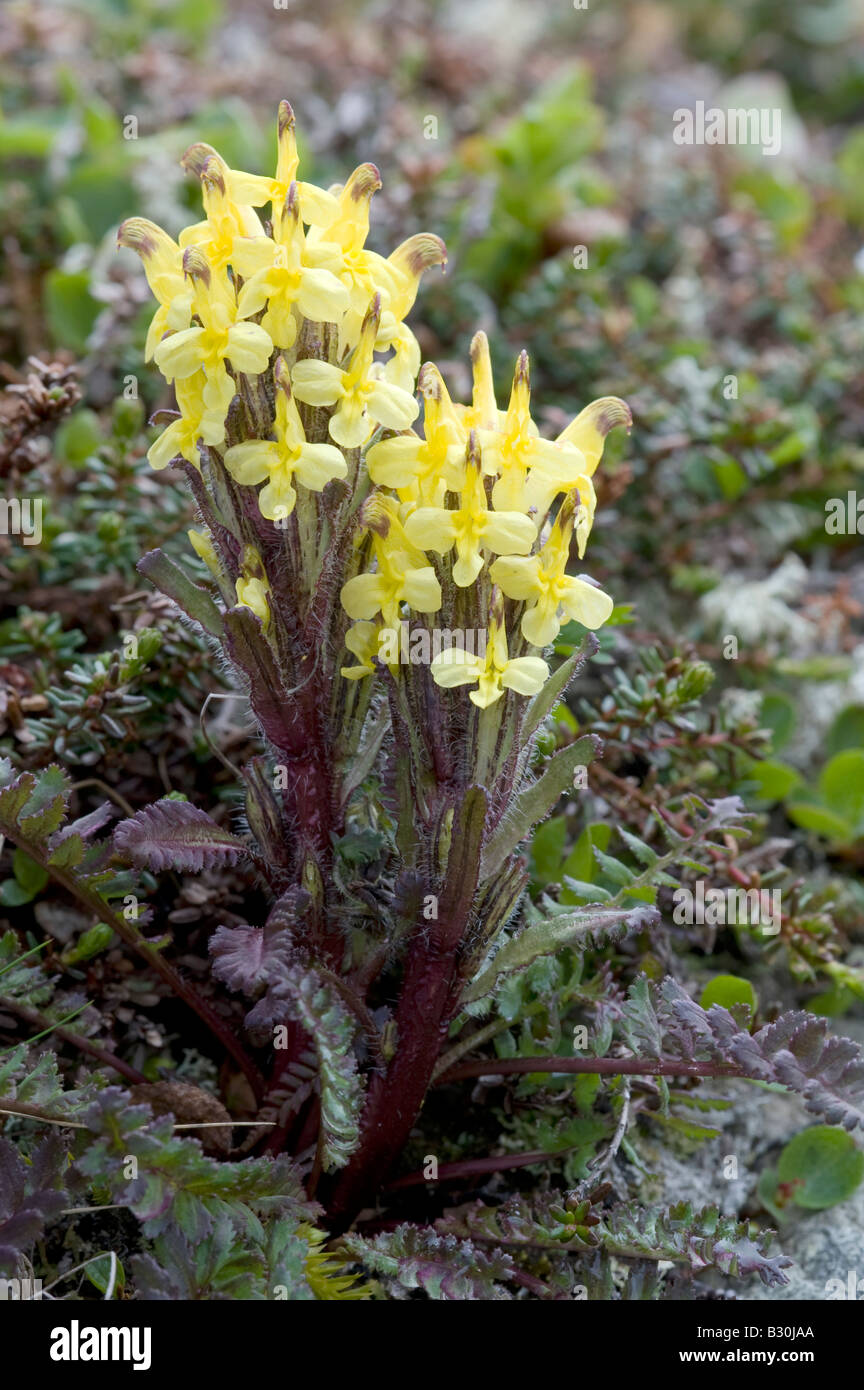 Oeder (Crimson-tipped) Furbish (Pedicularis oederi) Banque D'Images