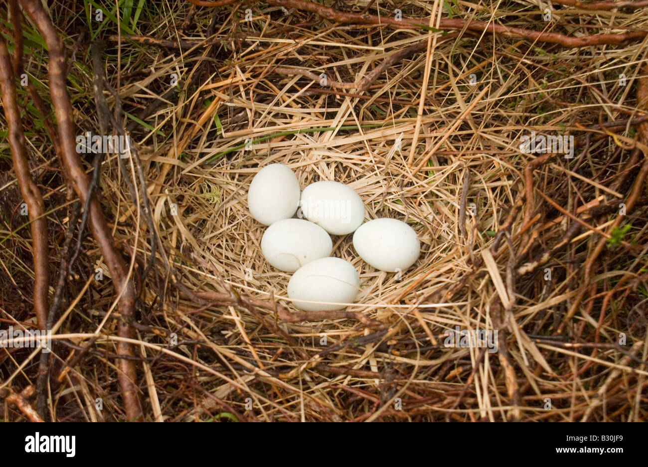 Busard Saint-Martin Circus cyaneus, nid, Heather avec cinq, 5 oeufs blancs, Banque D'Images